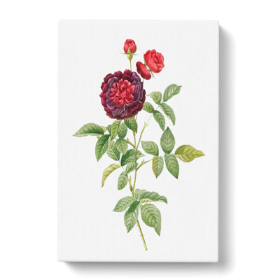 One Hundred-Leaved Rose by Pierre-Joseph Redoute - Wrapped Canvas