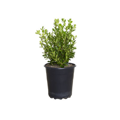 2.5 Qt. Japanese Boxwood - Evergreen Shrub for Full Sun to Part Shade