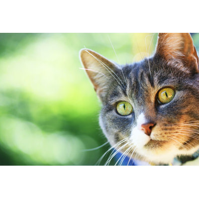 " Close Up Of Green Eyed Cat's Face "