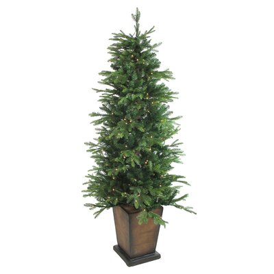 6' Pre-Lit Potted Oregon Noble Fir Slim Artificial Christmas Tree - Warm White LED Lights -  Northlight Seasonal, 33370940