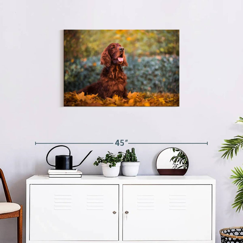 Irish Setter In Autumn