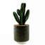 23cm Faux Plant in Ceramic Pot