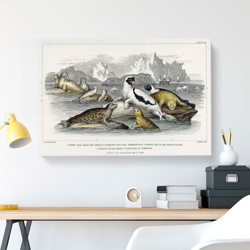 Seal Illustration by Oliver Goldsmith - Wrapped Canvas, 40cm H x 60cm W x 3cm D