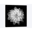 «Dahlia XVII, B&W» par Magda Indigo, impression sur toile-73561275-73561274-31920110
