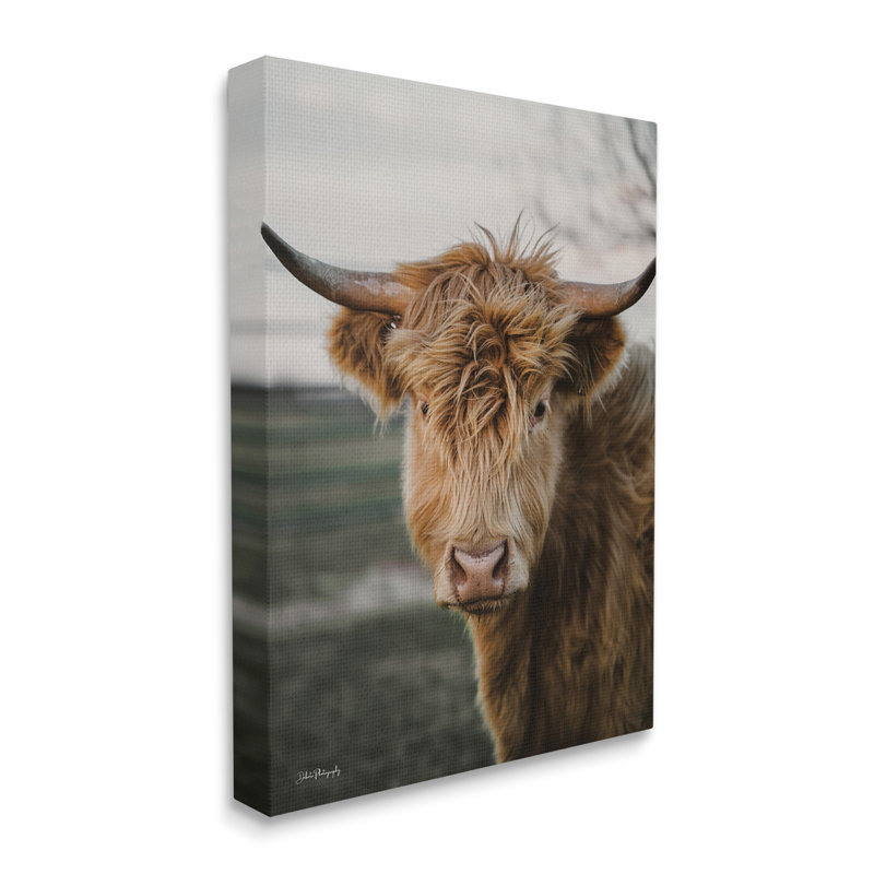 Highland Cow, photographie sur toile par Dakota Diener, H 40 po x l 30 po x P 1,5 po