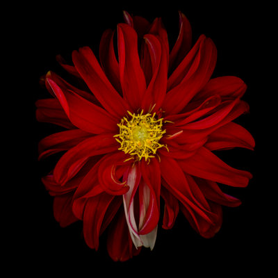 Red Dahlia by Ogphoto