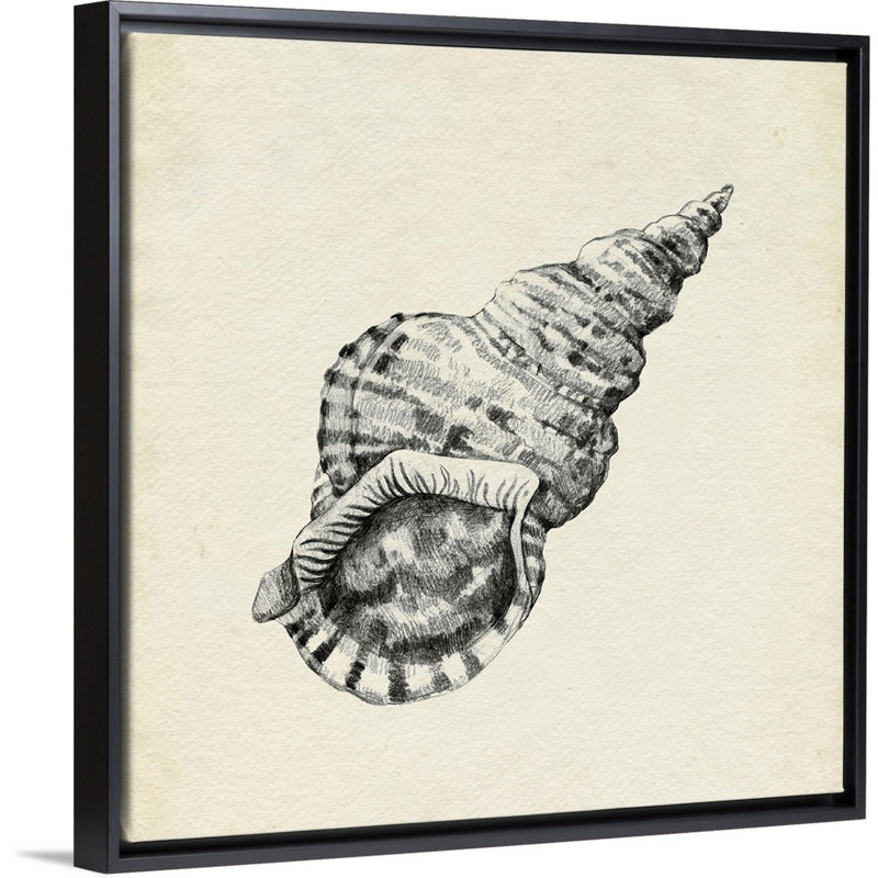 Croquis de coquillage I par Emma Caroline - reproduction d'art, H 32 po x l 32 po x P 1,75 po, Toile avec cadre noir