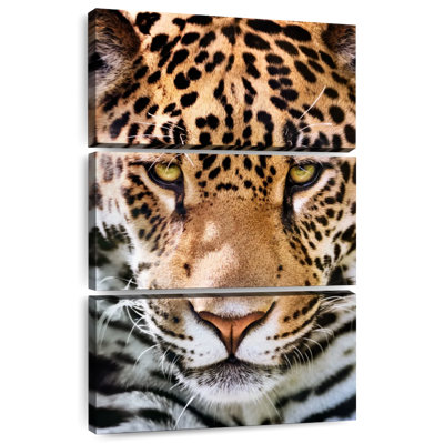 Jaguar froncé Brampt