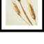 Wispy Wheat - Photographie avec cadre photo