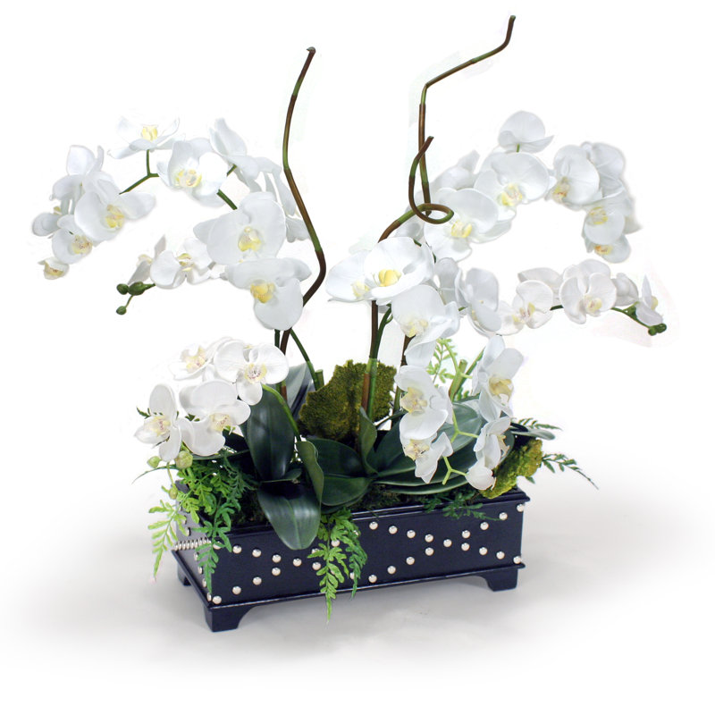 Orchidées blanches Phaleanopsis dans une boîte noire avec des accents argentés