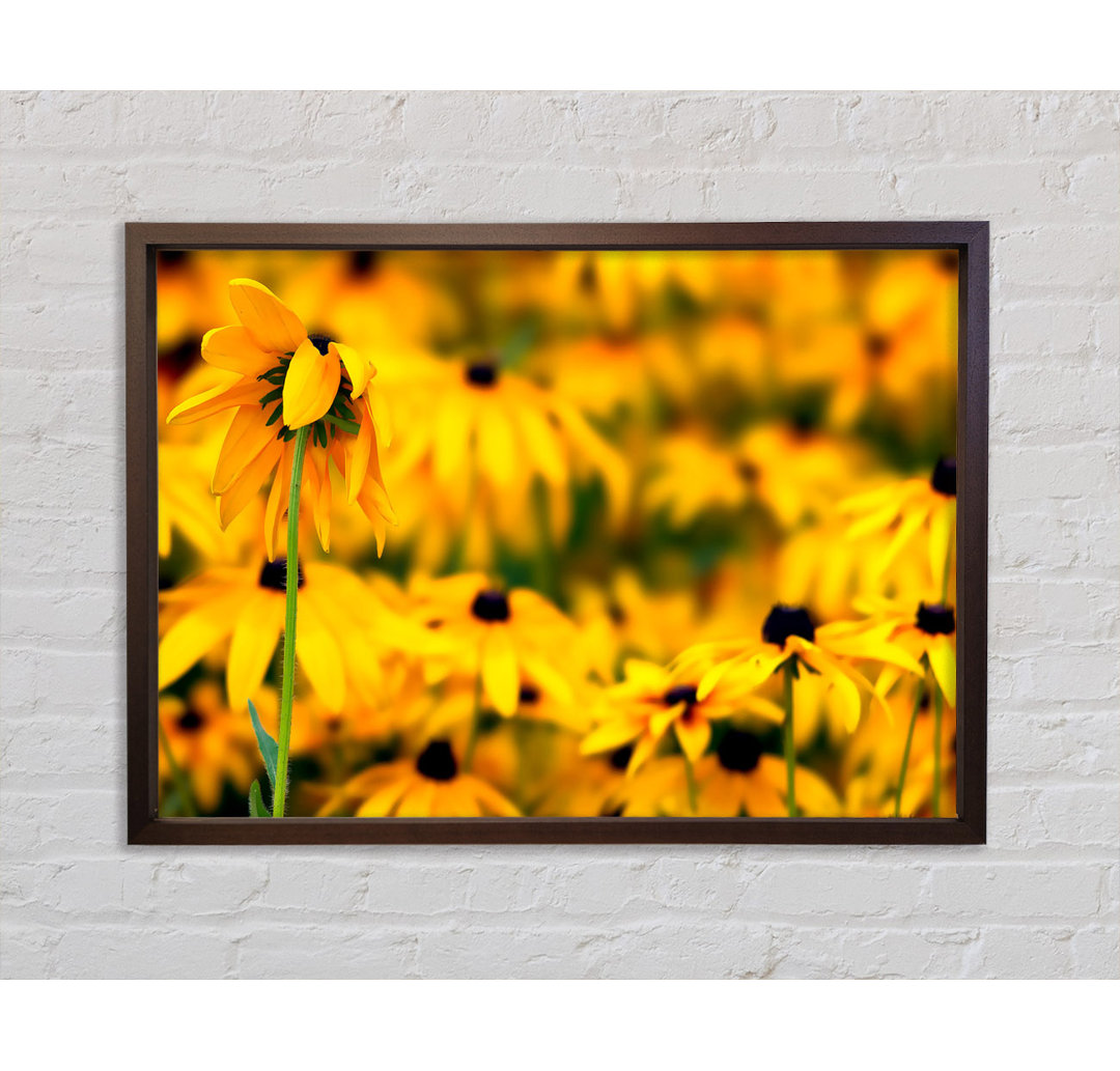 Eyed Susan Flowers - Einzelner Bilderrahmen Kunstdrucke auf Leinwand