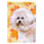 Brown Bichon Frise