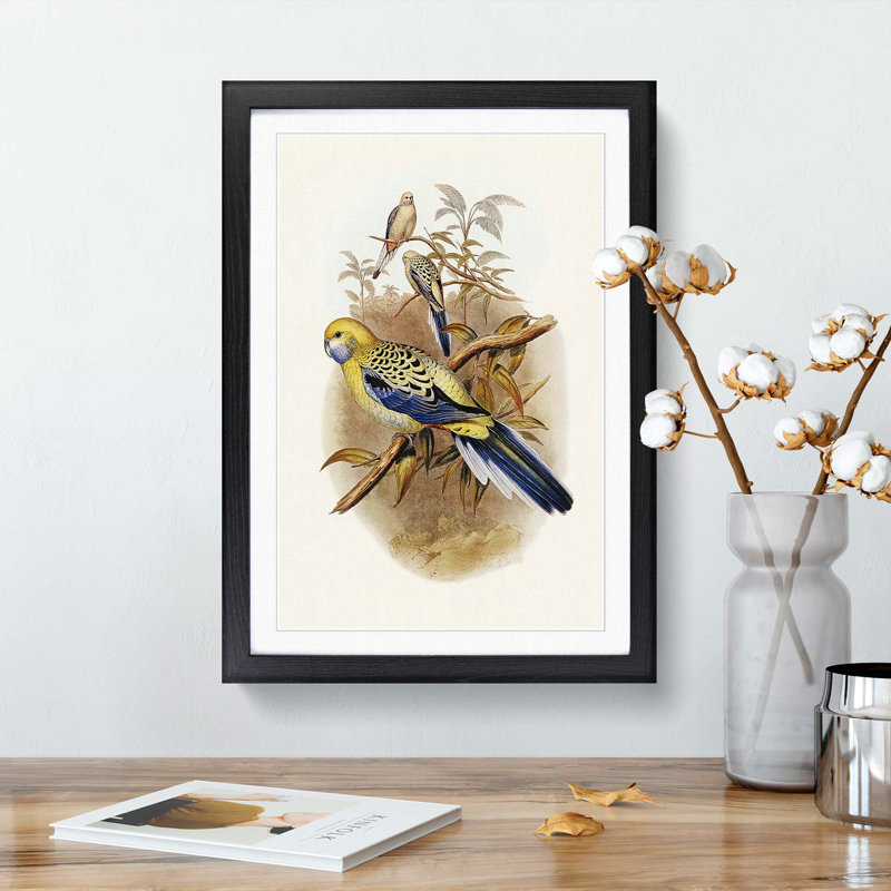 Blue Cheeked Parakeet by Elizabeth Gould - Picture Frame Painting Print, 36cm H x 27cm W x 2cm D, Black Framed