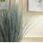Queensland Blue Oat Grass Drop-In 32"