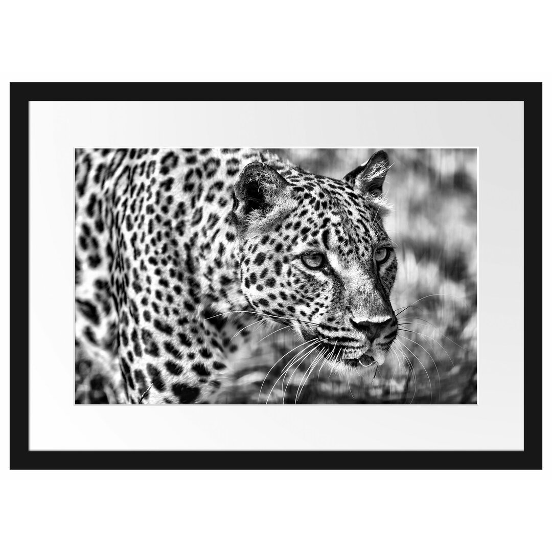 Gerahmtes Poster Schleichender Leopard