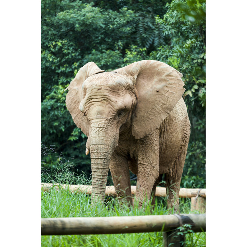 «African Elephant» par - Photographie sur toile tendue, L 12 po x H 18 po