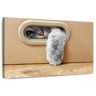 Crowle Cat Wants Out