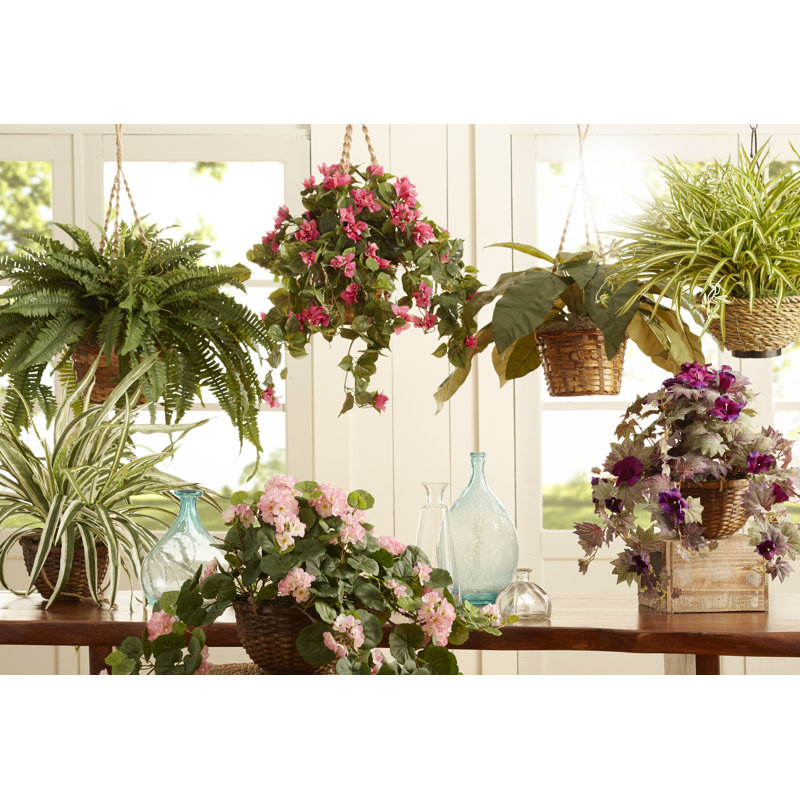 Geranium Hanging Basket Arrangement in Basket