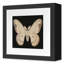 Flutter 6 Print by Todaro, Katie