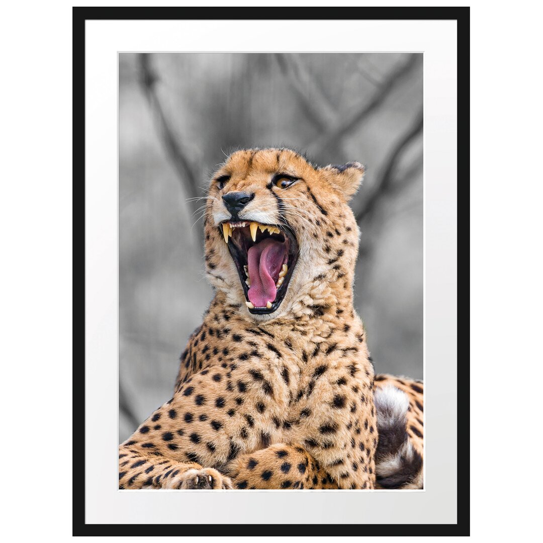 Gerahmtes Fotoposter "Gähnender Gepard