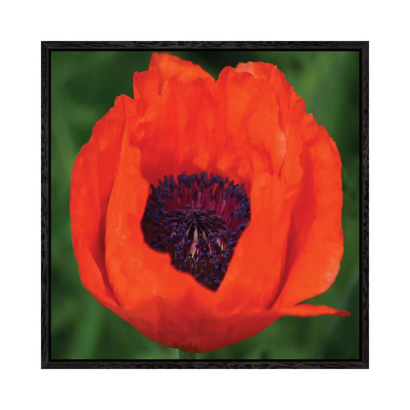 Orange Poppy I by Savanah Plank - Gallery-Wrapped Canvas Giclée on Canvas, 45.72 cm H x 45.72 cm W, Black Framed