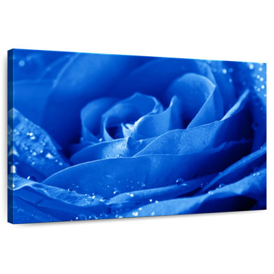 Harnek Dewy - rose bleue