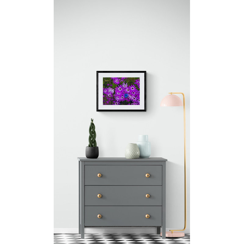 Purple Daisies Print by Tom Kostes