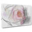 Pink Tipped Rose - Wrapped Canvas Painting-56647404