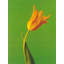 Tulipe-107115677