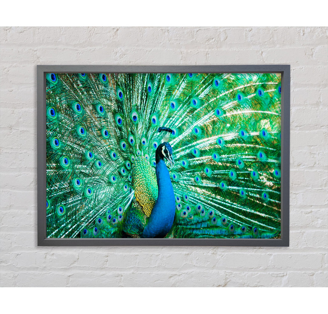 Peacock Feather Glory - Einzelner Bilderrahmen Kunstdrucke auf Leinwand