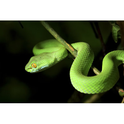 Green Snake by Isiripong - Wrapped Canvas Photograph