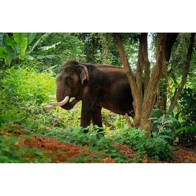 Funke Asian Elephant by Phototrip - Wrapped Canvas Print, 20cm H x 30cm W x 3.8cm D