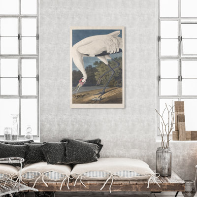 Robert Havell " Hooping Crane " by Robert Havell