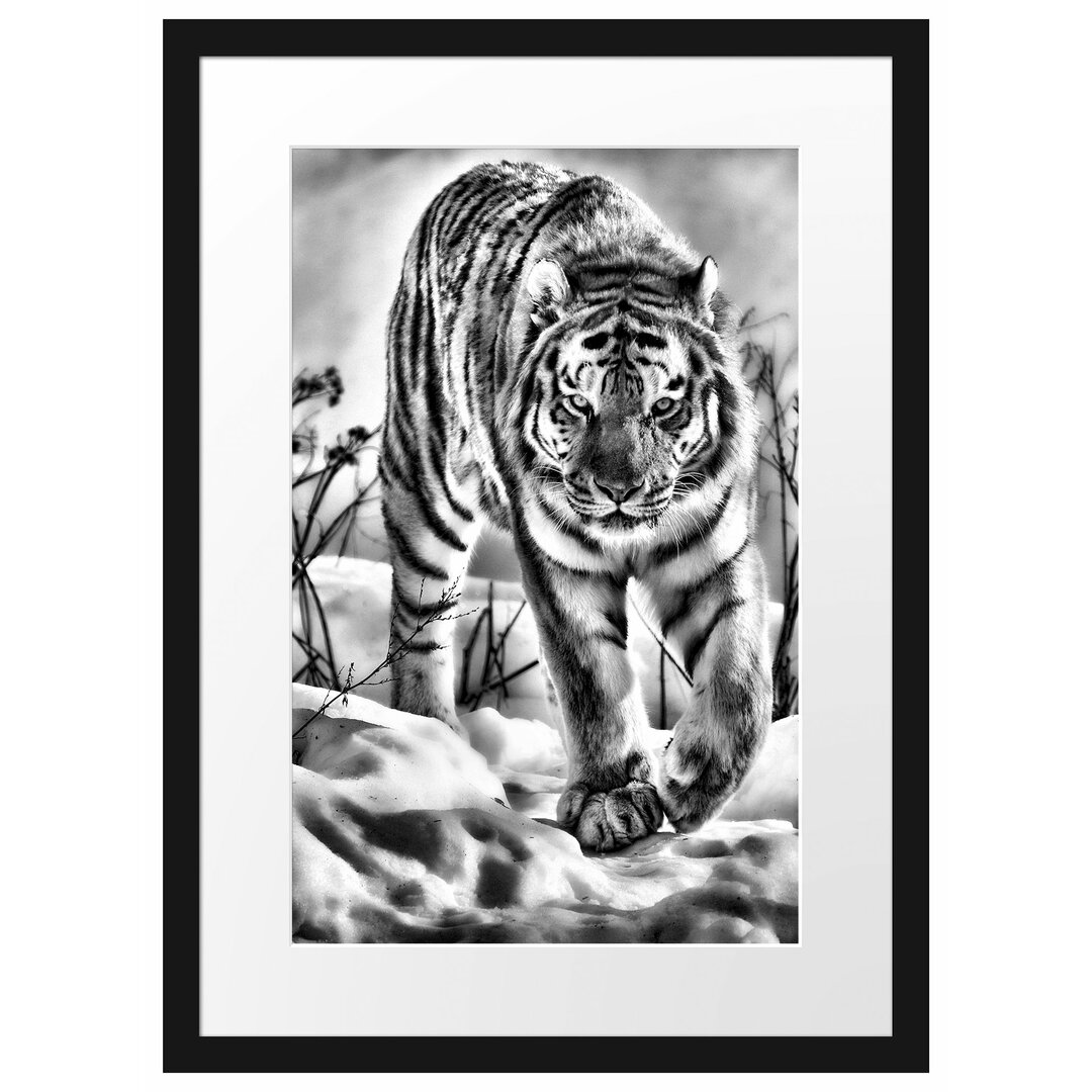 Gerahmtes Poster Tiger im Schnee