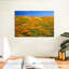California Golden Poppies-1760357512