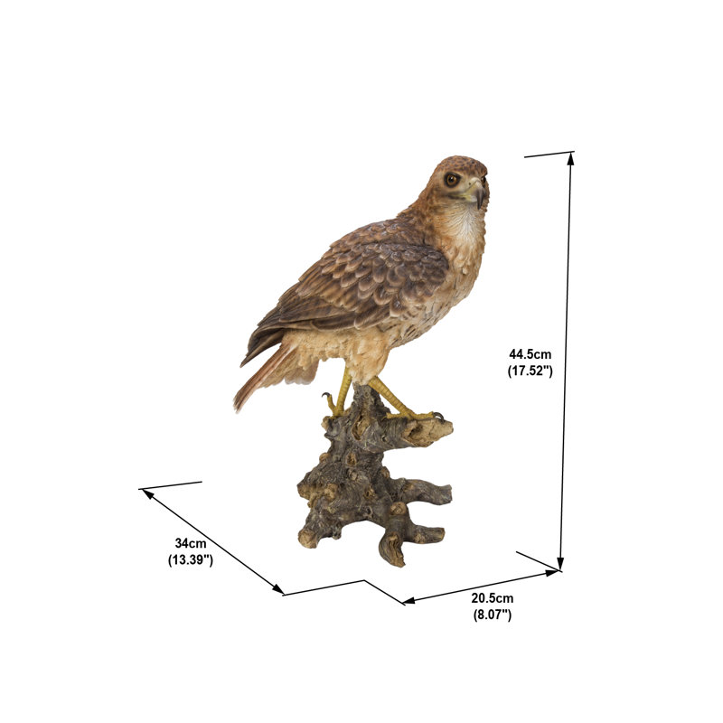 Red Tail hawk Standing on Branch
