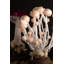 Armandino Scultpure champignon