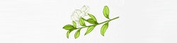song bedding Logo