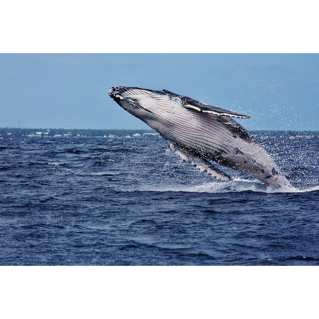 Humpback Whale Breaching - Wrapped Canvas Print
