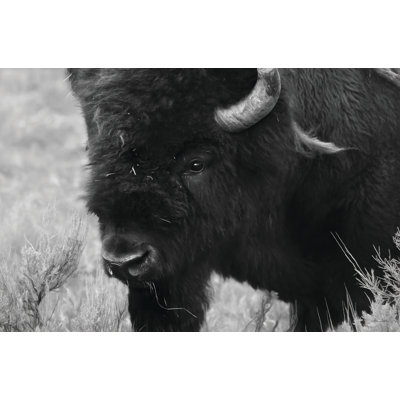 Yellowstone Bison 2886776