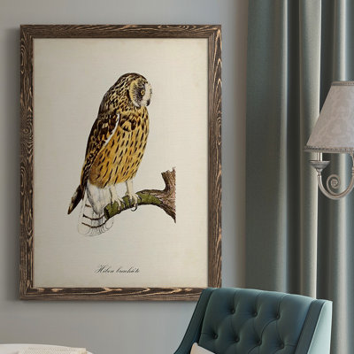 " French Owls II "
