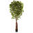 Ficus Silk Tree