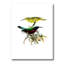 «Vintage Australian Birds XV», impression sur toile-59762099-59762104