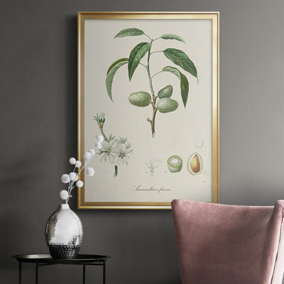 " Antique Almond Botanical I "