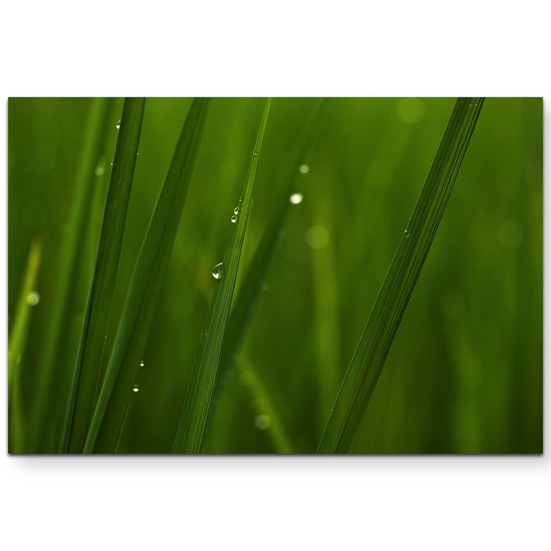 Leinwandbild Nahaufnahme Grasspitze