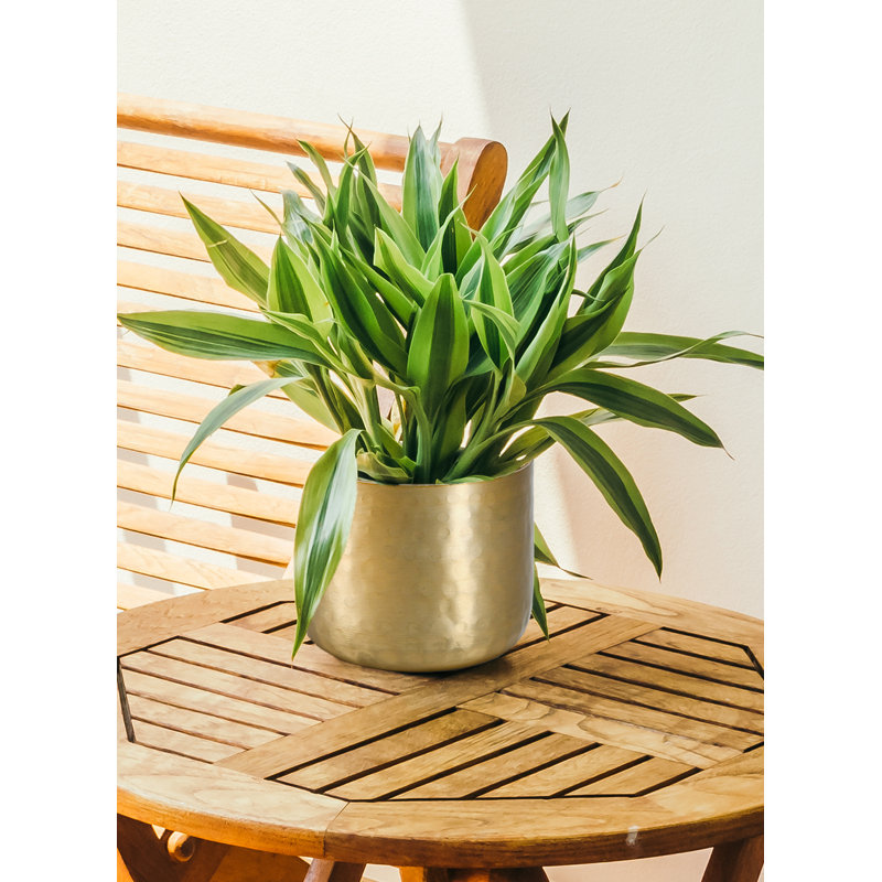 Pot de fleurs d'intérieur en métal Radim, H 4 po x l 5 po x P 5 po