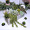 Arrangement artificiel de plantes succulentes en pot Faux plantes succulentes en pot rectangulaire