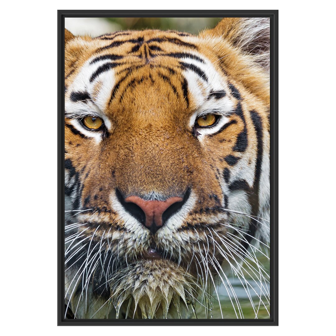 Gerahmtes Wandbild TigerWasser