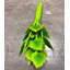 Statue céleri surdimensionnée de légumes