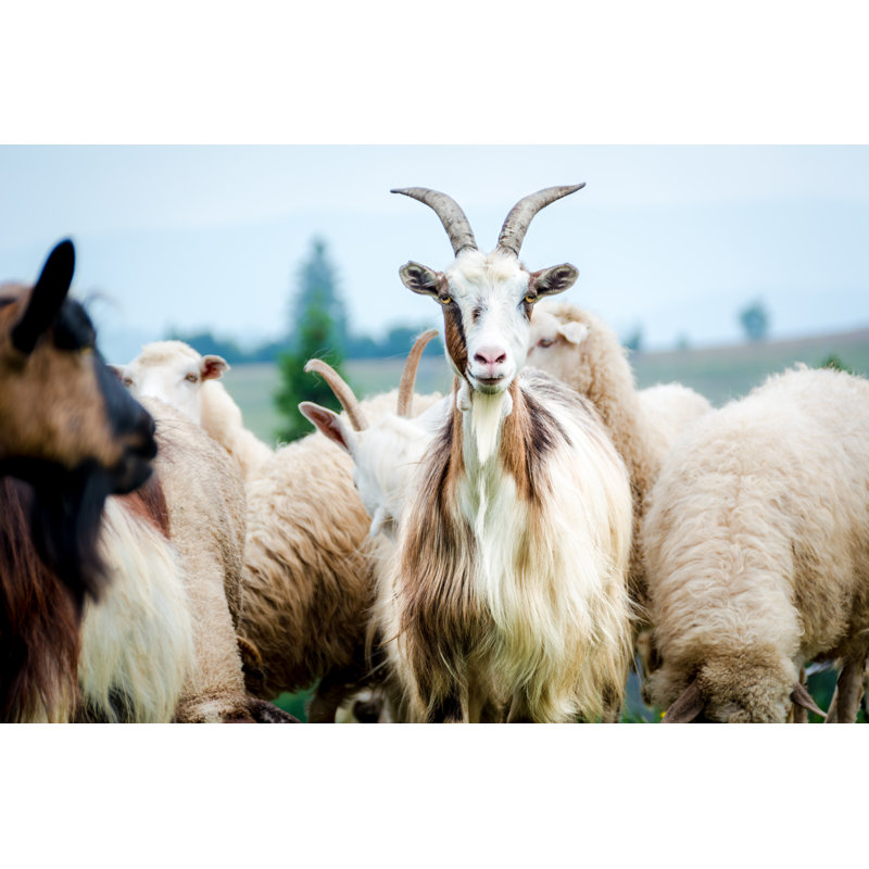 Portrait Of Domestic Goat by Seakitten - Wrapped Canvas Print, 50.8cm x 76.2cm